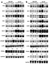 Northern blot analysis to assess the effect of PPARγ deficiency on hepatic