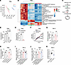 Exogenous serine is required for glutathione synthesis in RCC.