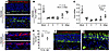 Regeneration of olfactory epithelium and reexpression of ACE2.