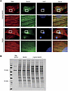 Cypher-BioID2 is localized to the Z-lines and biotinylates specific protein