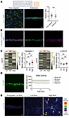 High laminar flow is required for localized signaling activity.