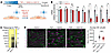 Activation of TRPV4 dampens the endothelial response to an inflammatory sti