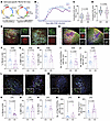 Astrocytic deletion of FBLN2 improves functional recovery in EAE, which is