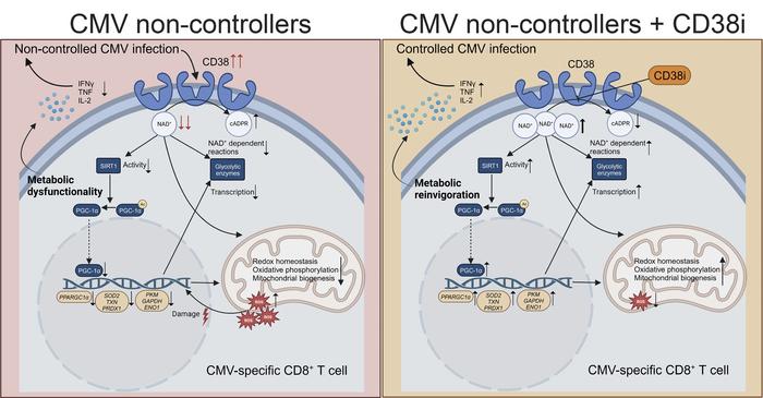 graphical abstract