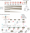 The epigenetics-metabolism cycle throughout development and cancer.