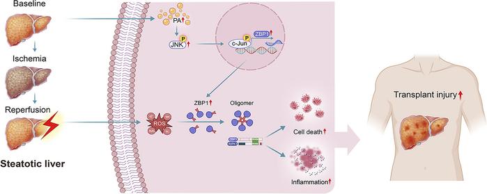 graphical abstract