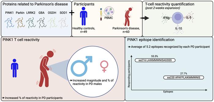 graphical abstract