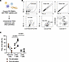 Phenotypic characterization of PINK1-responsive T cells.
