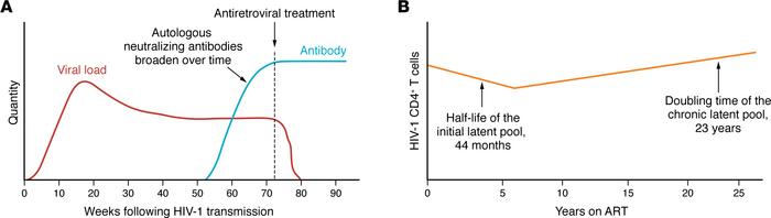 The latent pool of HIV-1 CD4+ T cells is established in the weeks and ye...