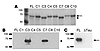Executioner caspases cleave tau at D421. (A) Recombinant human tau40 (Calbi