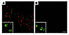 The α-ΔTau antibody specifically recognizes caspase-cleaved tau in vivo. Wi