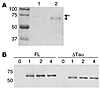 Caspase-cleavage of tau induces a conformational epitope that is recognized