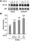 TGF-β induces NF-κB activity in EpRas cells. (A) EpRas and EpRasXT cells we