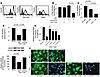 CD4+ memory T cells downregulate eNOS in class II MHC–positive ECs in vitro