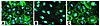 Contact dependence of EC response to T cells. Epifluorescence of eNOS immun