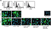 IFN-γ and TNF act in concert to reduce eNOS expression. (A) Flow cytometry