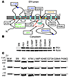 Recombinant presenilins form Ca2+ channels in BLMs.