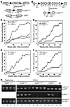 Activation of the p53R172H allele contributes to tumor initiation and malig