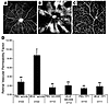 PP1 inhibits VEGF-induced retinal vascular permeability.