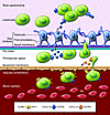 Leukocyte trafficking across the glia limitans into the parenchyma of the b