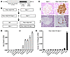 Transgenic rescue of pancreatic GLP-1R expression in the Glp1r–/– mouse.