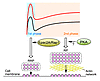 Effect of cAMP signaling on the dynamics of insulin secretion.