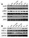 Activation of brown adipocyte marker genes by ANP and PKG requires p38 MAPK