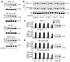Ex vivo stimulation is a valid method for studying insulin signaling in pos