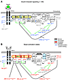 Evidence for insulin resistance and its likely proximal causes in the HF of