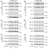Ex vivo stimulation revealed IRS-1–associated insulin resistance and IRS-2–