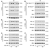 Ex vivo stimulation revealed IRS-1–associated insulin resistance and IRS-2–