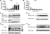 Expression of PAD enzyme and citrullinated vimentin in osteoclasts.