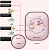 Candidate oncogenic mechanisms of succinate and fumarate accumulation.