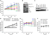 SFK inhibition prevents the dormant-to-proliferative switch of D2.0R cells