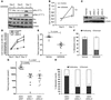 SFK inhibition prevents the spontaneous outbreak of highly metastatic D2A1