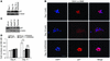 AZD0530 mediated inhibition of the spontaneous proliferative switch is asso