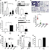 Trpv4 KO mice are protected from the profibrotic effects of bl