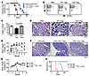 Failure of GP96 KO Tregs to suppress T cell–mediated autoimmune diseases.