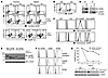 GP96 is a critical chaperone for cell-surface expression of GARP and mLTGF-