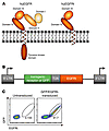 Truncated EGFR implemented into a T2A-containing gene expression vector all