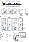 Recombinant surface EGFRt is stably expressed over time and can be used for
