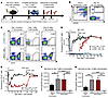 Cetuximab-mediated in vivo depletion of m1928E+ T cells allows for B cell r