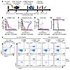 Cetuximab-mediated in vivo depletion of m19BBE+ murine T cells does not inc