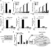 PGE2 prevents FOXM1 binding to promoters of target genes.