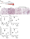 Fibroblast-specific deletion of FOXM1 in a therapeutic protocol protects mi