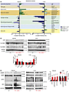 LC-MS/MS metabolite analysis in liver and skeletal muscle of mice after pai