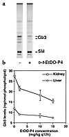 (a) Representative thin layer chromatogram of renal glycosphingolipids in α