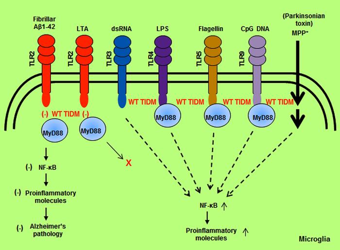 graphical abstract