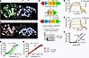 Design of a peptide for disruption of TLR2 and MyD88 interaction.