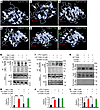 Selective disruption of TLR2 and MyD88 interaction by WT TIDM.
